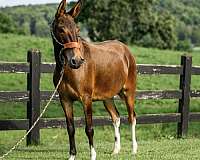 husband-safe-mule