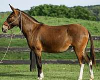 ranch-mule