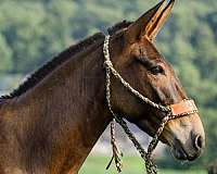 ranch-work-mule