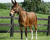 roping-mule