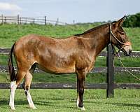 show-mule