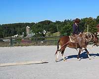 bay-mule-mare