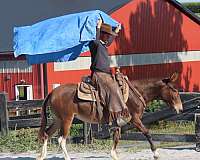 bay-all-around-horse