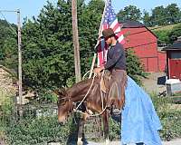 trail-riding-mule