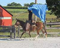bay-athletic-horse
