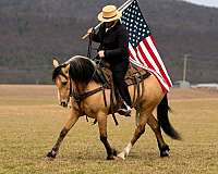 athletic-draft-horse