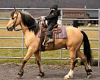 beginner-draft-horse