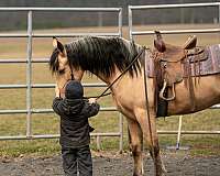 cross-draft-horse