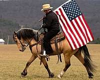 draft-horse