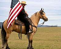 flashy-draft-horse