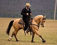 kid-safe-draft-horse