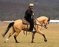 ranch-draft-horse