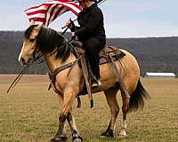ranch-work-draft-horse