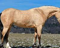 show-draft-horse