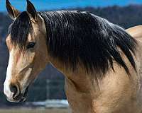 trail-draft-horse