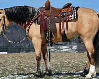 trail-riding-draft-horse
