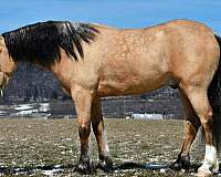 western-riding-draft-horse
