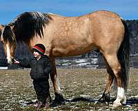 youth-draft-horse