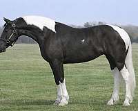 all-around-friesian-horse