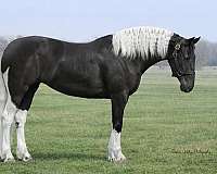 athletic-friesian-horse