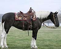 dressage-friesian-horse