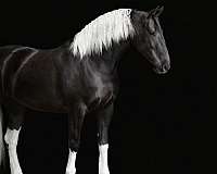 driving-friesian-horse
