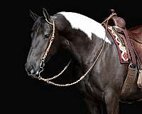 piebald-fshr-horse