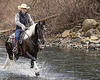 flashy-friesian-horse