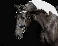 ridden-western-friesian-horse