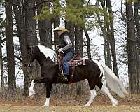 performance-friesian-horse