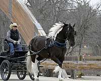 ridden-english-friesian-horse