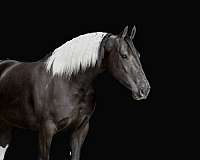 show-friesian-horse
