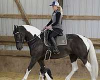 sporthorse-friesian-horse