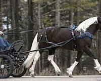 trail-riding-friesian-horse