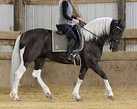 sport-friesian-horse