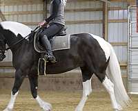 trail-friesian-horse