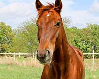 sorrel-pacing-pony