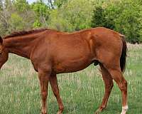 pacing-quarter-pony