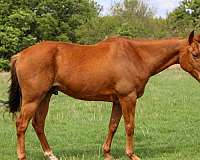 pe-quarter-pony