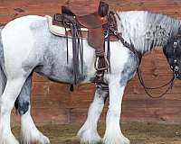 all-around-gypsy-vanner-horse