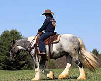 athletic-gypsy-vanner-horse