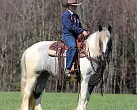 beginner-gypsy-vanner-horse