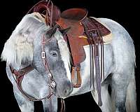 flashy-gypsy-vanner-horse