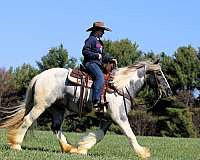 breeding-gypsy-vanner-horse