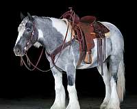 kid-safe-gypsy-vanner-horse