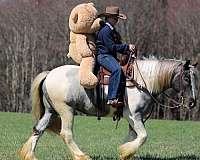 parade-gypsy-vanner-horse