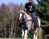 ranch-gypsy-vanner-horse