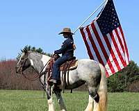 ranch-work-gypsy-vanner-horse