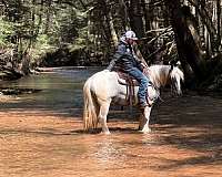 trail-gypsy-vanner-horse
