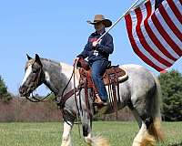trail-riding-gypsy-vanner-horse